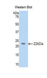 TDP-43 / TARDBP Antibody - Western blot of recombinant TDP-43 / TARDBP.  This image was taken for the unconjugated form of this product. Other forms have not been tested.