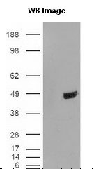 TDP-43 / TARDBP Antibody - Detection of TARDBP in HeLa WCE.  This image was taken for the unconjugated form of this product. Other forms have not been tested.