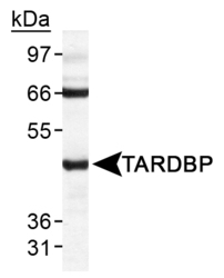 TDP-43 / TARDBP Antibody - TARDBP Antibody - in HeLa WCE.  This image was taken for the unconjugated form of this product. Other forms have not been tested.