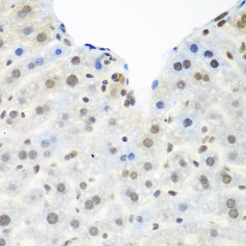 TDP-43 / TARDBP Antibody - Immunohistochemistry of paraffin-embedded mouse liver using TARDBP antibody at dilution of 1:100 (40x lens).