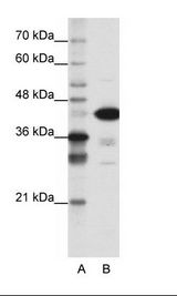 TDP-43 / TARDBP Antibody - A: Marker, B: HepG2 Cell Lysate.  This image was taken for the unconjugated form of this product. Other forms have not been tested.