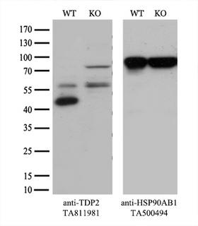 TDP2 / TTRAP Antibody - Equivalent amounts of cell lysates  and TDP2-Knockout HeLa cells  were separated by SDS-PAGE and immunoblotted with anti-TDP2 monoclonal antibody. Then the blotted membrane was stripped and reprobed with anti-HSP90 antibody as a loading control.