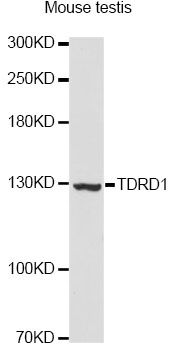 TDRD1 Antibody - Western blot analysis of extracts of mouse testis, using TDRD1 Antibody at 1:3000 dilution. The secondary antibody used was an HRP Goat Anti-Rabbit IgG (H+L) at 1:10000 dilution. Lysates were loaded 25ug per lane and 3% nonfat dry milk in TBST was used for blocking. An ECL Kit was used for detection and the exposure time was 90s.