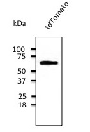 tdTomato Antibody - Anti-tdTomato Ab at 1:1000 dilution. 293HEK cells transfected with cDNA. Lysates at 50ug per lane.
