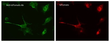 tdTomato Antibody - Anti-tdTomato Ab in 293HEK cells transfected with cDNA at 1:50 dilution. Cells were fixed with 4% PFA.