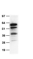 tdTomato Antibody - HEK293T cells were transfected with the pCMV6-ENTRY tdTomato cDNA. 2ug cell lysate was separated by SDS-PAGE and immunoblotted with chicken anti-TdTomato polyclonal antibody  1:2000)