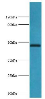 TEAD1 Antibody - Western blot. All lanes: Transcriptional enhancer factor TEF-1 antibody at 9 ug/ml+HeLa whole cell lysate. Secondary antibody: Goat polyclonal to rabbit at 1:10000 dilution. Predicted band size: 48 kDa. Observed band size: 48 kDa.