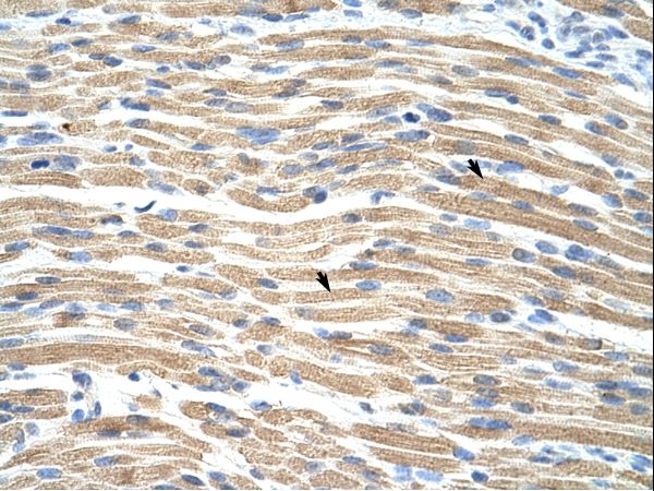 TEAD1 Antibody - Human Muscle.  This image was taken for the unconjugated form of this product. Other forms have not been tested.