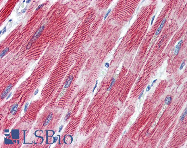 TEAD1 Antibody - Anti-TEAD1 antibody IHC of human heart. Immunohistochemistry of formalin-fixed, paraffin-embedded tissue after heat-induced antigen retrieval. Antibody concentration 5 ug/ml.  This image was taken for the unconjugated form of this product. Other forms have not been tested.