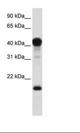 TEAD1 Antibody - Fetal Muscle Lysate.  This image was taken for the unconjugated form of this product. Other forms have not been tested.