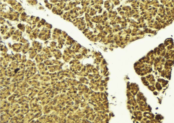 TEAD1 Antibody - 1:100 staining mouse pancreas tissue by IHC-P. The sample was formaldehyde fixed and a heat mediated antigen retrieval step in citrate buffer was performed. The sample was then blocked and incubated with the antibody for 1.5 hours at 22°C. An HRP conjugated goat anti-rabbit antibody was used as the secondary.