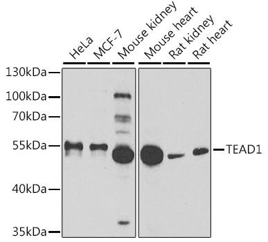TEAD1 Antibody - Western blot analysis of extracts of various cell lines using TEAD1 Polyclonal Antibody at dilution of 1:1000.