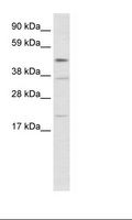TEAD1 Antibody - Fetal Muscle Lysate.  This image was taken for the unconjugated form of this product. Other forms have not been tested.