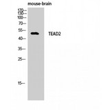 TEAD2 Antibody - Western blot of TEF-4 antibody