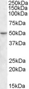TEAD2 Antibody - TEAD2 antibody (1 ug/ml) staining of Human Ileum lysate (35 ug protein/ml in RIPA buffer). Primary incubation was 1 hour. Detected by chemiluminescence.