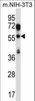 TEAD2 Antibody - TEAD2 Antibody western blot of mouse NIH-3T3 cell line lysates (35 ug/lane). The TEAD2 antibody detected the TEAD2 protein (arrow).