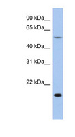 TEAD2 Antibody - TEAD2 antibody western blot of HT1080 cell lysate.  This image was taken for the unconjugated form of this product. Other forms have not been tested.