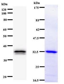 TEAD2 Antibody - Western blot of immunized recombinant protein using TEAD2 antibody. Left: TEAD2 staining. Right: Coomassie Blue staining of immunized recombinant protein.