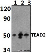 TEAD2 Antibody - Western blot of TEAD2 antibody at 1:500 dilution. Lane 1: HEH293T whole cell lysate (40 ug). Lane 2: RAW264.7 whole cell lysate(40 ug). Lane 3: H9C2 whole cell lysate (40 ug).
