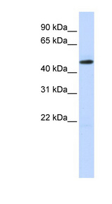TEAD2 Antibody - TEAD2 antibody Western blot of Fetal Brain lysate. This image was taken for the unconjugated form of this product. Other forms have not been tested.