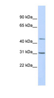 TEAD3 Antibody - TEAD3 antibody Western blot of Transfected 293T cell lysate. This image was taken for the unconjugated form of this product. Other forms have not been tested.
