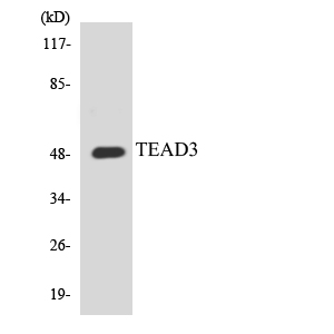 TEAD3 Antibody - Western blot analysis of the lysates from HUVECcells using TEAD3 antibody.