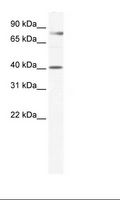 TEAD3 Antibody - Placenta Lysate.  This image was taken for the unconjugated form of this product. Other forms have not been tested.