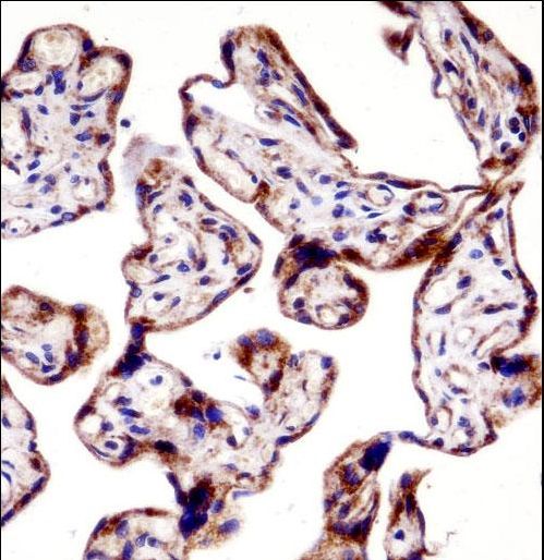 TEAD3 Antibody - TEAD3 Antibody immunohistochemistry of formalin-fixed and paraffin-embedded human placenta tissue followed by peroxidase-conjugated secondary antibody and DAB staining.