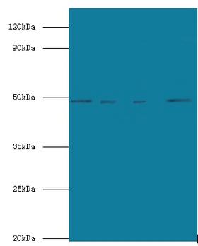 TEAD3 Antibody - Western blot of Transcriptional enhancer factor TEF-5 antibody at 2 ug/ml lane 1: HepG2 whole cell lysate lane 2: mouse small intestine tissue Lane 3: 293t whole cell lysate Lane 4: HeLa whole cell lysate secondary Goat polyclonal to rabbit at 1:10000 dilution predicted band size: 49 KDa observed band size: 49 KDa.  This image was taken for the unconjugated form of this product. Other forms have not been tested.