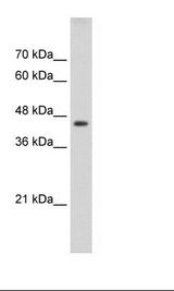 TEAD3 Antibody - HepG2 Cell Lysate.  This image was taken for the unconjugated form of this product. Other forms have not been tested.