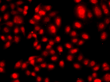 TEAD3 Antibody - Immunofluorescence analysis of A549 cells.