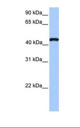 TEAD3 Antibody - Hela cell lysate. Antibody concentration: 1.0 ug/ml. Gel concentration: 12%.  This image was taken for the unconjugated form of this product. Other forms have not been tested.