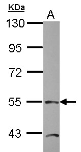 TEAD4 Antibody - Sample (20 ug of whole cell lysate). A: HepG2 nucleus. 7.5% SDS PAGE. TEAD4 antibody diluted at 1:1000.