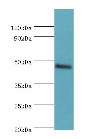 TEAD4 Antibody - Western blot. All lanes: Transcriptional enhancer factor TEF-3 antibody at 2 ug/ml+mouse spleen tissue. Secondary antibody: Goat polyclonal to rabbit at 1:10000 dilution. Predicted band size: 48 kDa. Observed band size: 48 kDa.  This image was taken for the unconjugated form of this product. Other forms have not been tested.