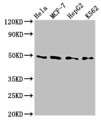 TEAD4 Antibody - Western Blot Positive WB detected in: Hela whole cell lysate, MCF-7 whole cell lysate, HepG2 whole cell lysate, K562 whole cell lysate All lanes: TEAD4 antibody at 2.8µg/ml Secondary Goat polyclonal to rabbit IgG at 1/50000 dilution Predicted band size: 49, 35, 45 kDa Observed band size: 49 kDa