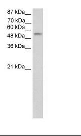 TEAD4 Antibody - 293T Cell Lysate.  This image was taken for the unconjugated form of this product. Other forms have not been tested.
