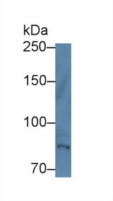 TEC Antibody - Western Blot; Sample: Human Hela cell lysate; Primary Ab: 1µg/ml Rabbit Anti-Human TEC Antibody Second Ab: 0.2µg/mL HRP-Linked Caprine Anti-Rabbit IgG Polyclonal Antibody