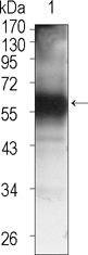 TEC Antibody - Western blot using TEC mouse monoclonal antibody against TEC (aa90-240)-hIgGFc transfected HEK293 cell lysate (1).