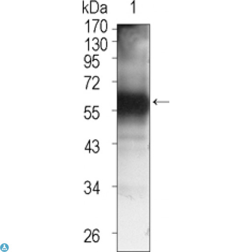TEC Antibody - Western Blot (WB) analysis using Tec Monoclonal Antibody against TEC (aa90-240)-hIgGFc transfected HEK293 cell lysate (1).