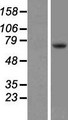 TEC Protein - Western validation with an anti-DDK antibody * L: Control HEK293 lysate R: Over-expression lysate
