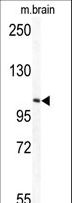 TECPR1 Antibody - Western blot of TECPR1 Antibody in mouse brain tissue lysates (35 ug/lane). TECPR1 (arrow) was detected using the purified antibody.