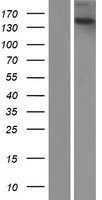 TECPR2 Protein - Western validation with an anti-DDK antibody * L: Control HEK293 lysate R: Over-expression lysate