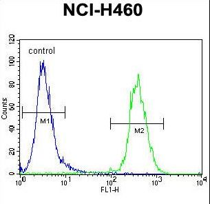 TECRL Antibody - SRD5A2L2 Antibody flow cytometry of NCI-H460 cells (right histogram) compared to a negative control cell (left histogram). FITC-conjugated goat-anti-rabbit secondary antibodies were used for the analysis.