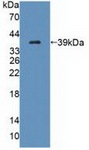 TECTB Antibody - Western Blot; Sample: Recombinant TECTb, Human.