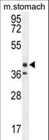 TECTB Antibody - TECTB Antibody western blot of mouse stomach tissue lysates (35 ug/lane). The EKI2 antibody detected the EKI2 protein (arrow).