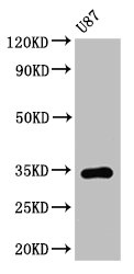 TEF Antibody - Positive Western Blot detected in U87 whole cell lysate. All lanes: TEF antibody at 3.2 µg/ml Secondary Goat polyclonal to rabbit IgG at 1/50000 dilution. Predicted band size: 34 KDa. Observed band size: 34 KDa