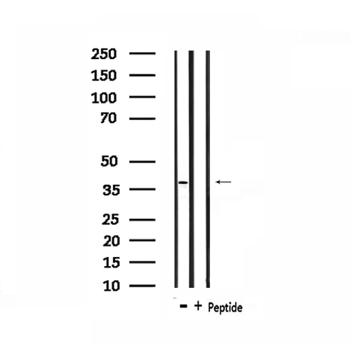 TEF Antibody - Western blot analysis of extracts of rat heart tissue using TEF antibody.