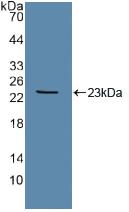 TEK / TIE2 Antibody - Western Blot; Sample: Recombinant Tie2, Human.