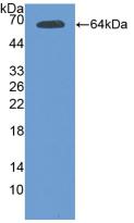 TEK / TIE2 Antibody