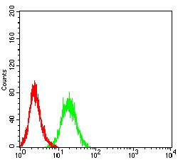 TEK / TIE2 Antibody - Flow cytometric analysis of HL-60 cells using CD202B mouse mAb (green) and negative control (red).
